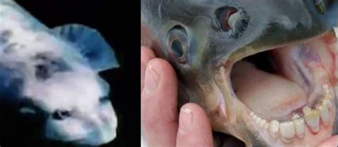 Weird Fish In South Korea Has A Human Like Face Virality Facts