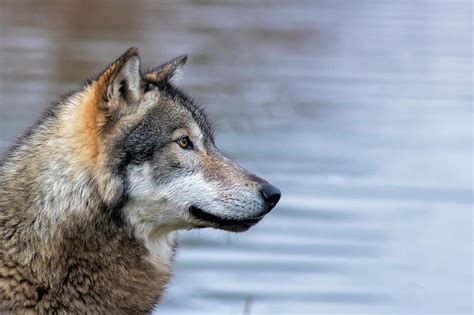 Profile Portrait Of Wolf Photograph By Dan Friend Fine Art America