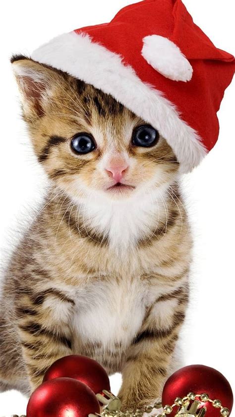 christmas cat cats hd phone wallpaper peakpx