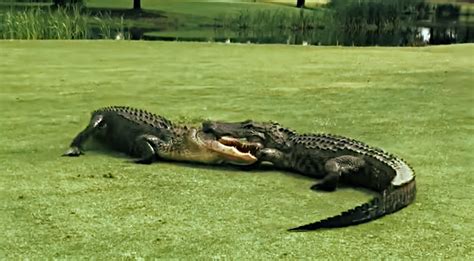 Video Two Alligators Lock Jaws And Fight On 18th Hole Of Golf Course
