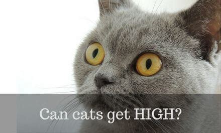 As a cat parent i understand why you would keep your cat indoors. Can cats get High? - Cattention