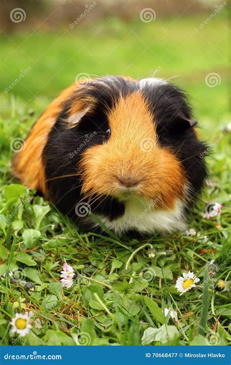 Hairy Guinea Pig Stock Image Image Of Darling Rodent 70668477