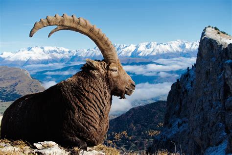 Alpine Ibex Serenity Ibex Alpine Ibex Mountain Goat
