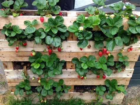 We did not find results for: Inspiring DIY Pallet Garden Planter Ideas | Vegetable ...