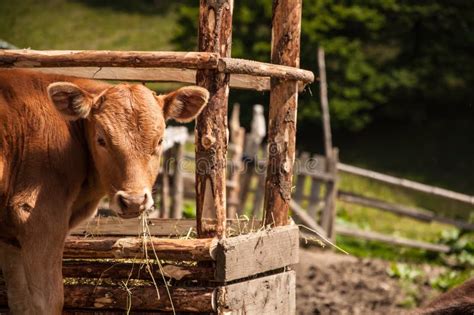 Cow And Calf Eating Grass At The Edge Of The Meadow Stock Photo Image