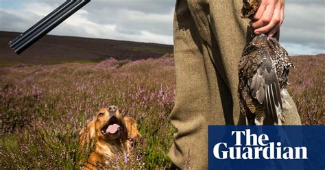 Fired Up Over Grouse Shooting And Moorlands Hunting The Guardian