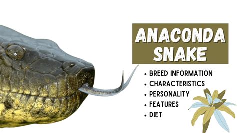 The Anaconda A Deadly Aquatic Snake Pets Beast