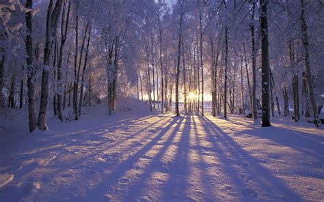 Snowy Forest Wallpaper