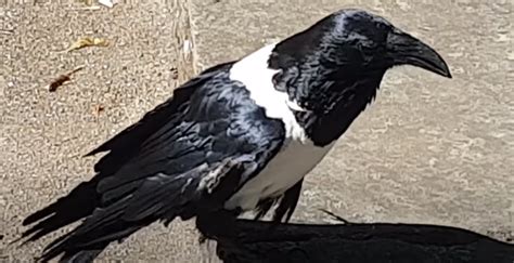 Cheeky Talking Raven Asks Passersby On The Street ‘yalright Love In