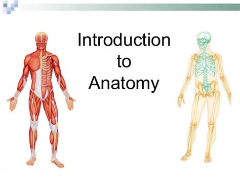 Introduction To Anatomy