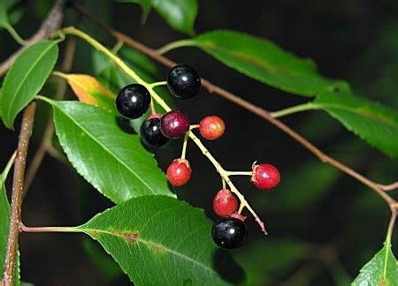 The fruit of the black cherry is an important food source for a variety of songbirds, upland game birds, and animals. Fruit Warehouse: Black cherry ( Prunus serotina )