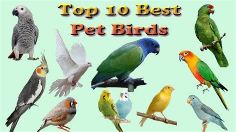The Top 10 Best Pet Birds Bird Original Voice And Name In English