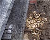 Pictures of Signs Of Termite Infestation