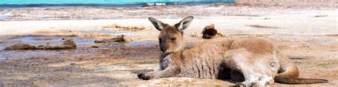 With australia's sunniest capital city perth as its hub and one of the world's biodiversity hotspots in margaret river and the south west, to an arid desert landscape in esperance and the golden outback. Perth Metro & Peel Region - Western Australia | Absolutely ...