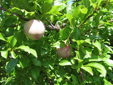 Shop bare root fruit trees from naturehills.com, america's largest online nursery. The Farmer Fred® Rant: Bare Root Fruit Trees: Choosing and ...