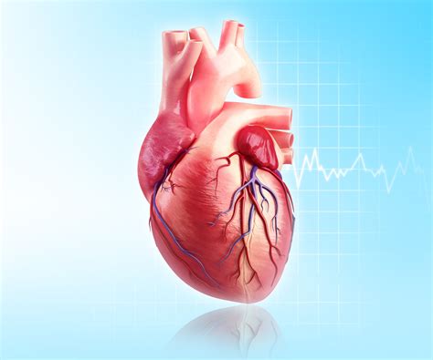 Cómo Funciona Tu Corazón Comisión Honoraria Para La Salud Cardiovascular