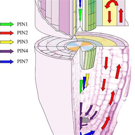 Schematic Representation Of Polar Auxin Transport In The Ram In The