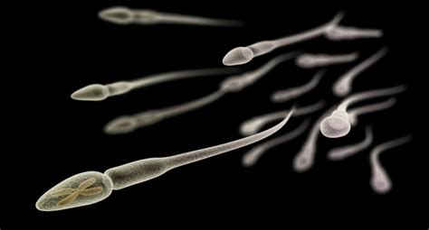 Interesting Surprises You Never Knew About Sperm