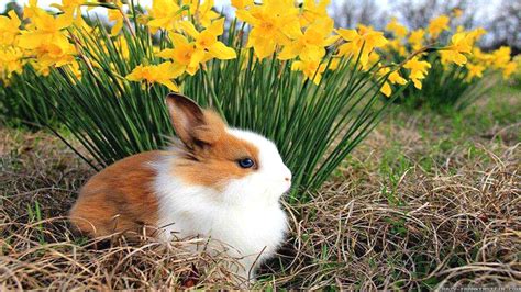 Cute White And Brown Rabbit Is Sitting On Dry Grass Near Yellow Flowers