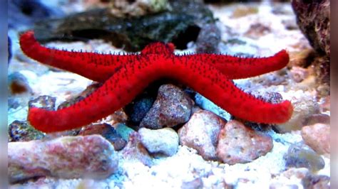 Mediterranean Red Starfish A Lovely And Very Attractive