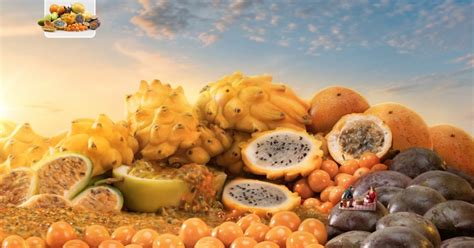 El Mercado De Frutas Tropicales En Países Bajos Co Portal De Exportaciones Colombia Trade