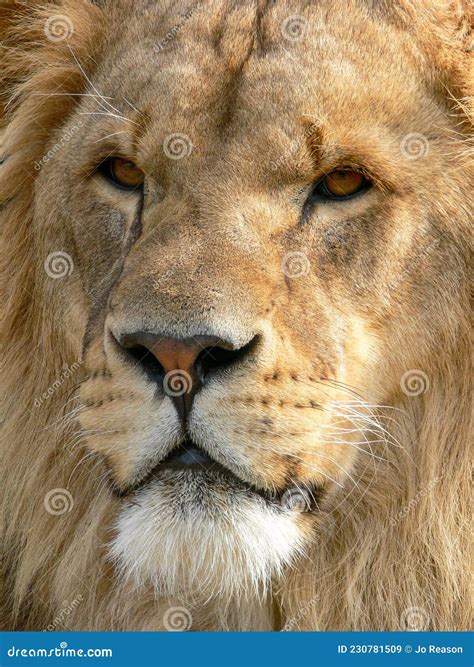 A Majestic Lion Stock Image Image Of Natural Power 230781509