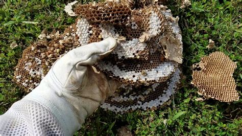 Aftermath Of Underground Yellow Jacket Nest Removal Youtube