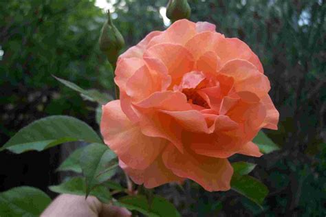 Rose saumon