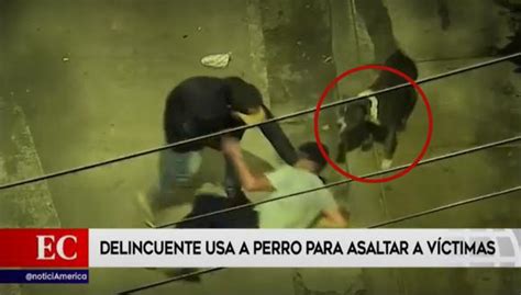 Villa El Salvador Captan A Delincuente Usando Perro Pitbull Para