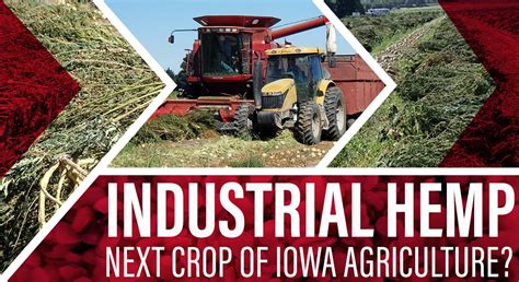 Industrial Hemp Next Crop Of Iowa Agriculture Stutsmans