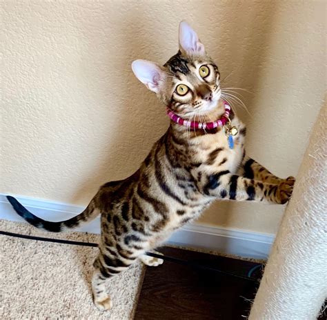 Usually, a cat takes around 4 months time from birth to reach the stage of a kitten. Bengal kitten: Tink is 6 months old | ベンガル猫, ネコ, 猫