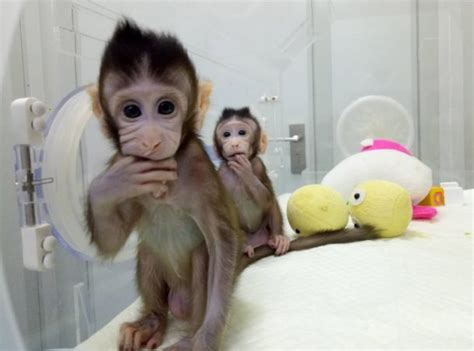 Scientist Successfully Cloned Monkeys Can Humans Be Next