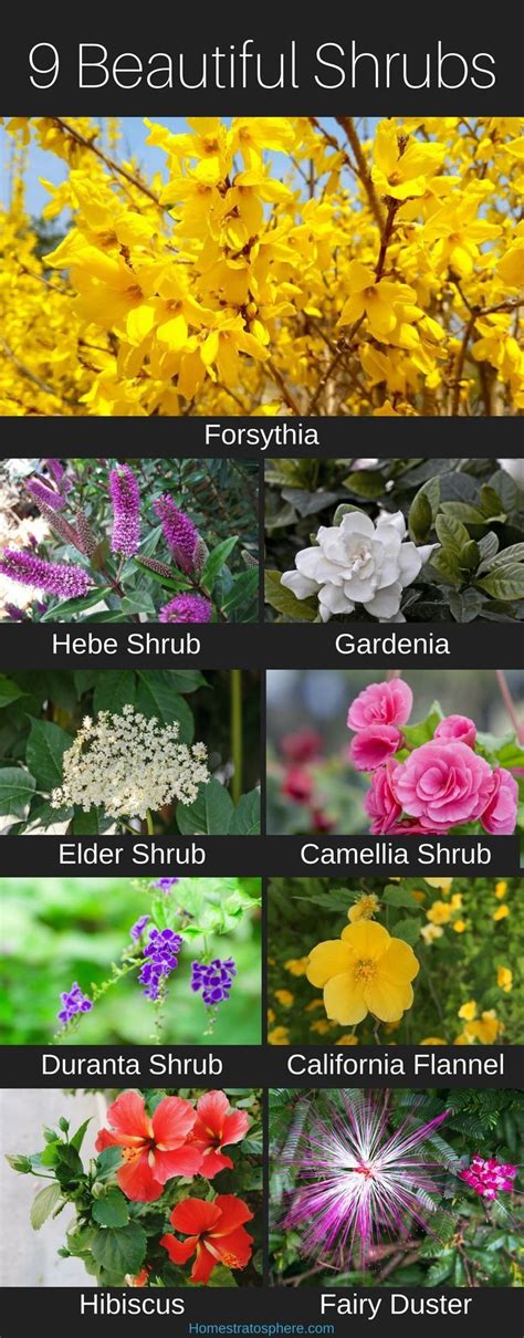 99 Types Of Shrubs A To Z Picture Database 9 Shrub Ideas And Options