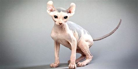 Elf Cat Is A Hairless Cat With Curled Ears Sphynx Cats And Kittens