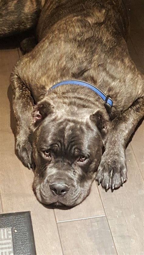 8 Months Old Cane Corso He Is Dog Tired From Puppy Day Carelol