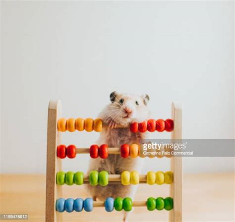 Funny Hamster Photos And Premium High Res Pictures Getty Images