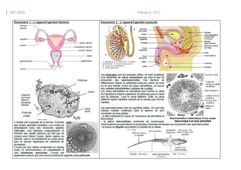 Tp Structure Et Mise En Place Des Organes G Nitaux Alloschool