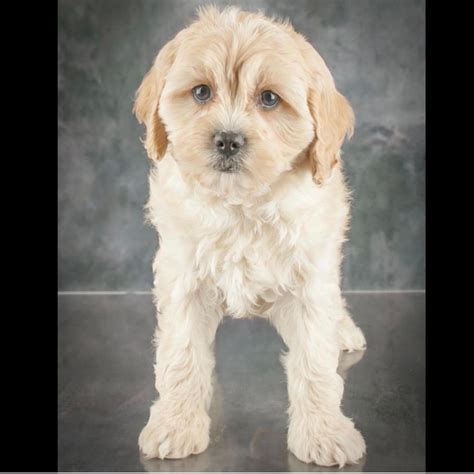 The exhibits they offer are not only fascinating, but super informative. F1 CAVAPOO | FEMALE | ID:4597-HL - Central Park Puppies