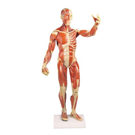 Modello Anatomico Di Muscolo B90 Erler Zimmer Di Corpo Intero