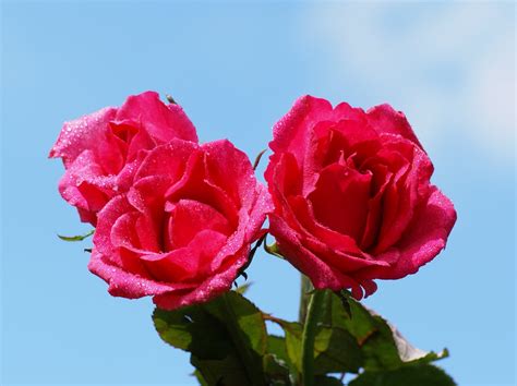 Les Plus Belles Roses D Amour Fleur De Passion
