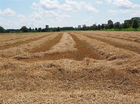 Field Wheat Cornfield Free Photo On Pixabay Pixabay