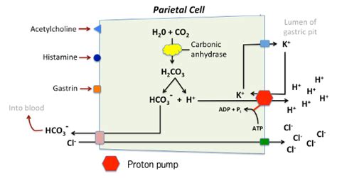 The Parietal Cell Mechanism Of Acid Secretion
