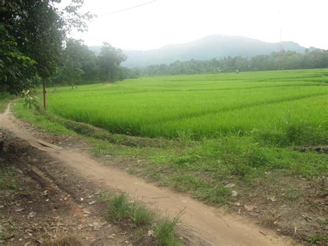 Hal ini keran industri mendatangkan. Irawan Prastomo: Revitalisasi Lahan Pertanian Untuk ...
