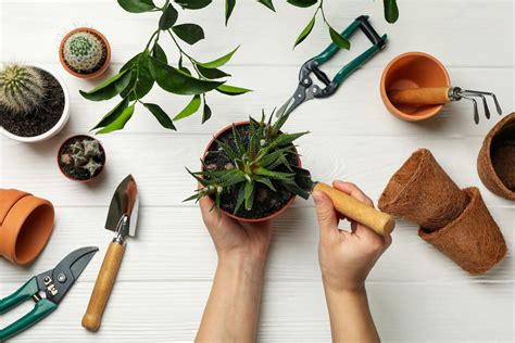 How To Grow Kitchen Herbs Indoors Gardening Special