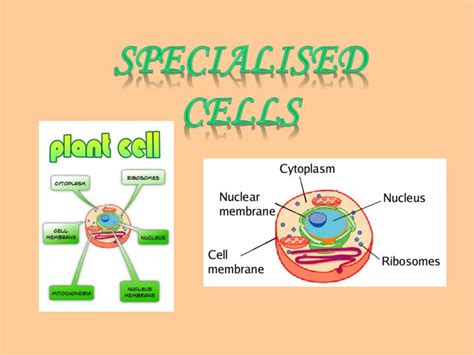 Ppt Specialised Cells Powerpoint Presentation Free Download Id2334423