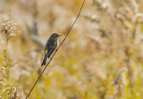 Troy Marcy Photography Yellow Rumped Warbler In The Prairie