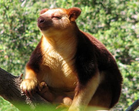 Wildlife Tree Kangaroo Animal Facts And Photos