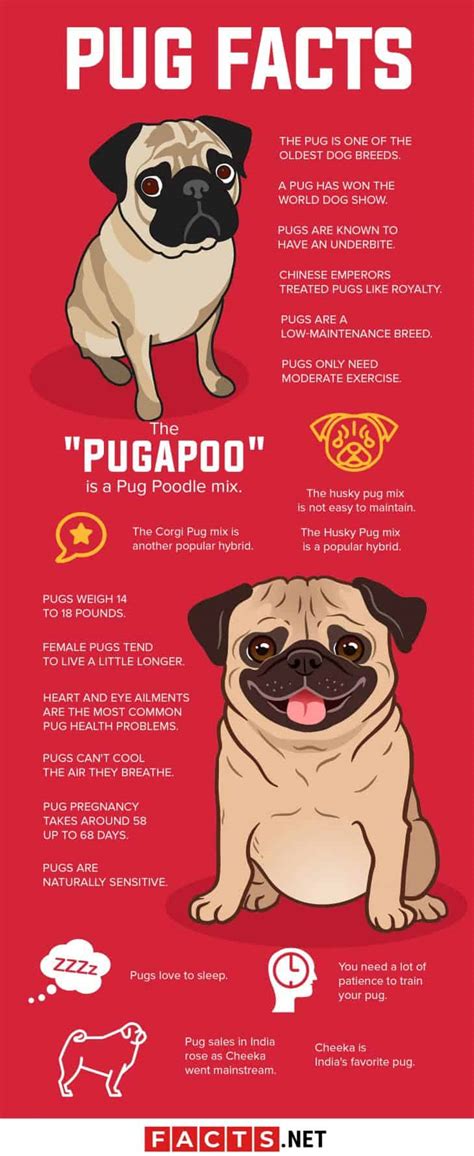 40 Interesting Pug Facts You Probably Never Knew About