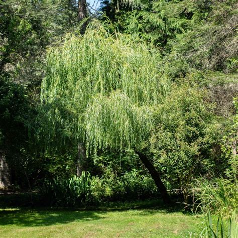 Willow Tree Arbor Operations