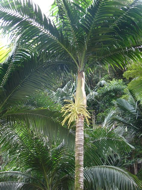 Polynesian Produce Stand : ~Princess Palm~ GRACEFUL & COLORFUL 